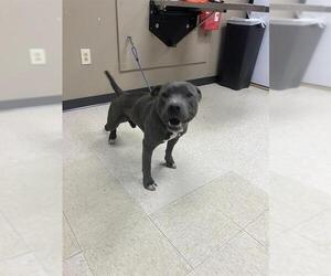 American Pit Bull Terrier-Unknown Mix Dogs for adoption in Conroe, TX, USA