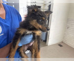 Border Collie-Unknown Mix Dogs for adoption in San Bernardino, CA, USA