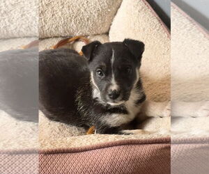 Border-Aussie Dogs for adoption in Crossville, AL, USA