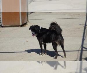 Medium Photo #1 Border Collie-Unknown Mix Puppy For Sale in Frisco, TX, USA
