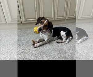 Beagle Dogs for adoption in Denton, TX, USA