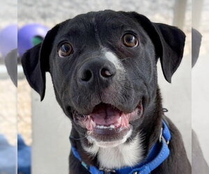 Labrador Retriever-Unknown Mix Dogs for adoption in Jefferson, WI, USA
