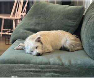 Mutt Dogs for adoption in San Diego, CA, USA