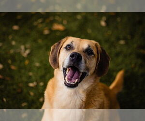 Labrador Retriever Dogs for adoption in Orlando, FL, USA
