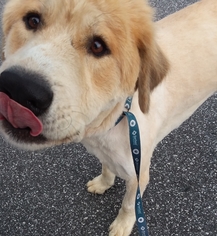 Golden Pyrenees Dogs for adoption in Blacksburg, SC, USA