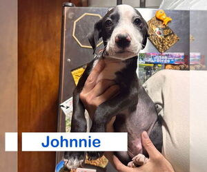 Mutt Dogs for adoption in Claremore, OK, USA