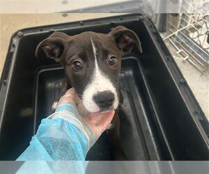 American Staffordshire Terrier-Unknown Mix Dogs for adoption in Raleigh, NC, USA