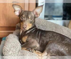 Chiweenie Dogs for adoption in Derwood, MD, USA