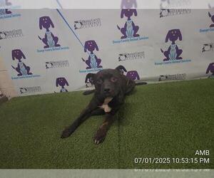 American Pit Bull Terrier-Labrador Retriever Mix Dogs for adoption in Orlando, FL, USA