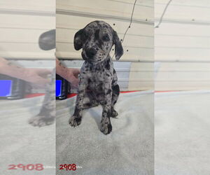 Catahoula Leopard Dog-Labrador Retriever Mix Dogs for adoption in Foristell, MO, USA