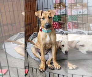 Mutt Dogs for adoption in Bullard, TX, USA