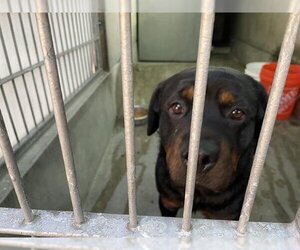 Rottweiler Dogs for adoption in Pasadena, CA, USA