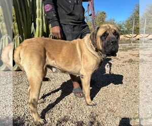 Mutt Dogs for adoption in Goodyear, AZ, USA