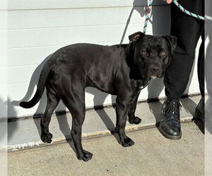 Mutt Dogs for adoption in Louisville, KY, USA