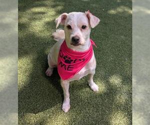 Maltipoo (Miniature) Dogs for adoption in San Martin, CA, USA