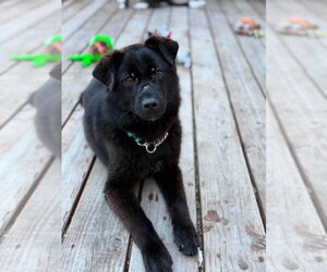 Siberian Husky-Unknown Mix Dogs for adoption in Anchorage, AK, USA