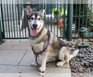- Mix Dogs for adoption in Pasadena, CA, USA