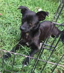 Medium Photo #1 Chihuahua-Unknown Mix Puppy For Sale in The Woodlands, TX, USA