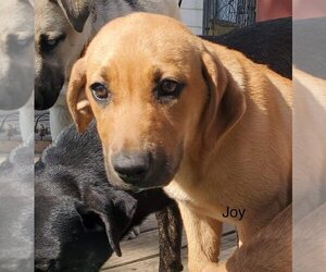 Labrador Retriever-Unknown Mix Dogs for adoption in toms river, NJ, USA