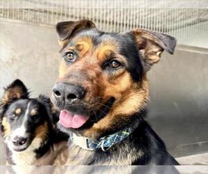 German Shepherd Dog-Unknown Mix Dogs for adoption in San Bernardino, CA, USA