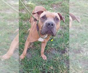 American Staffordshire Terrier-Unknown Mix Dogs for adoption in Fort Lauderdale, FL, USA