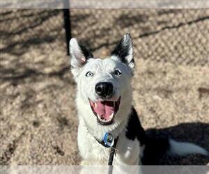Border Collie-Unknown Mix Dogs for adoption in Fort Collins, CO, USA