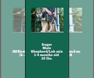 Shepradors Dogs for adoption in toms river, NJ, USA