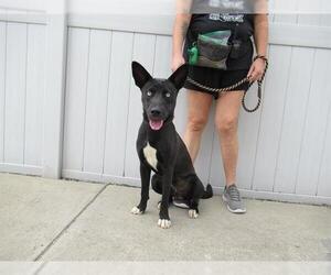 Huskies -Unknown Mix Dogs for adoption in Louisville, KY, USA