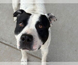 Mutt Dogs for adoption in Tulsa, OK, USA