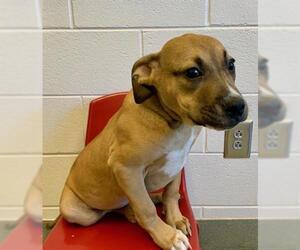 Boxador Dogs for adoption in Grovetown, GA, USA