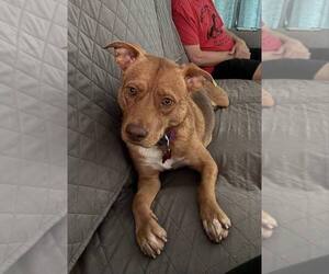 German Shepherd Dog-Unknown Mix Dogs for adoption in Lakewood, CO, USA