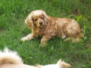 Cocker Spaniel Dogs for adoption in Conway, AR, USA