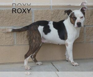 American Staffordshire Terrier-Boxer Mix Dogs for adoption in Longview, TX, USA