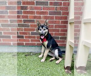 German Shepherd Dog Dogs for adoption in Boston, MA, USA