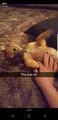 Medium Photo #1 Dachshund-Unknown Mix Puppy For Sale in Peralta, NM, USA
