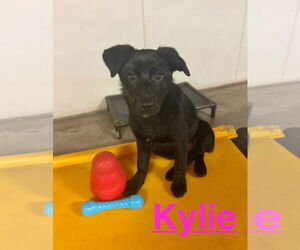 Labrador Retriever-Unknown Mix Dogs for adoption in Williamsburg, IA, USA