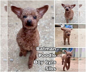 Mutt Dogs for adoption in Seattle, WA, USA