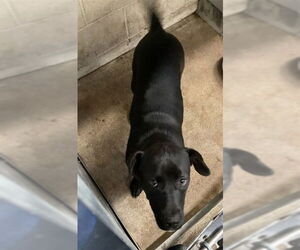 Medium Photo #1 Mutt Puppy For Sale in San Bernardino, CA, USA