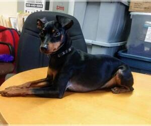 Miniature Pinscher Dogs for adoption in Sparta, IL, USA