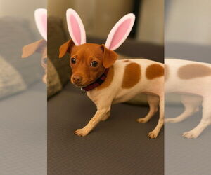 Chihuahua-Unknown Mix Dogs for adoption in Holly Springs, NC, USA