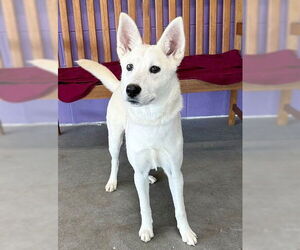 Unknown-white german shepherd Mix Dogs for adoption in Genesee, WI, USA