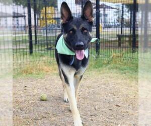 German Shepherd Dog-Unknown Mix Dogs for adoption in San Antonio, TX, USA