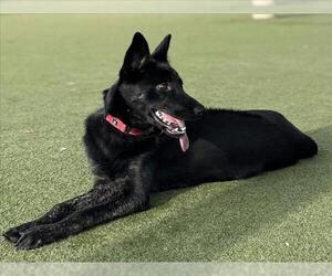 Medium Photo #1 Holland Shepherd-Siberian Husky Mix Puppy For Sale in Martinez, CA, USA