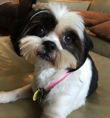 Lhasa Apso-Unknown Mix Dogs for adoption in Euless, TX, USA