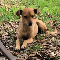 Italian Greyhuahua Dogs for adoption in Azle, TX, USA