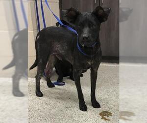 Labrador Retriever-Unknown Mix Dogs for adoption in Conroe, TX, USA