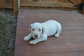 Labrador Retriever-Unknown Mix Dogs for adoption in Winder, GA, USA