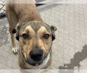 German Shepherd Dog-Unknown Mix Dogs for adoption in Tulsa, OK, USA