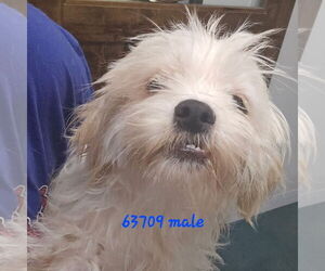 Shih Tzu-Unknown Mix Dogs for adoption in Chico, CA, USA