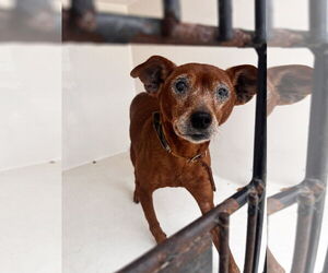 Miniature Pinscher Dogs for adoption in Virginia Beach, VA, USA